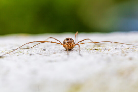 Daddy Long Legs Spider Royalty-Free Images, Stock Photos