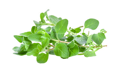 fresh oregano herb on transparent png