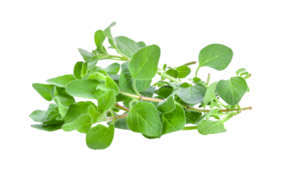 fresh oregano herb on transparent png