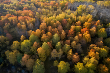 Fototapeta na wymiar colourful autumn forest, Generative AI