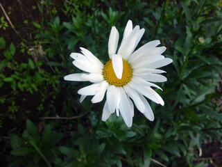 High angle view of Bellis perennis, commonly known as common daisy or lawn daisy © Max Asrory