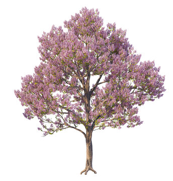 flower tree with leaves png images_ tree images _ plant images _ decorated tree images _ flower tree with  leaves in isolated white background _  pink flower tree 