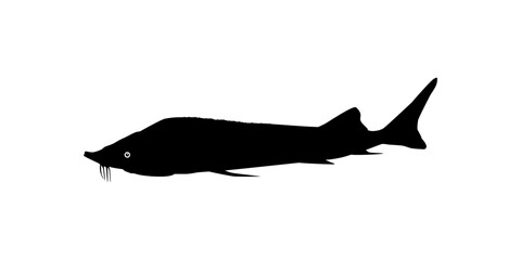 Beluga Sturgeon or Huso Fish Silhouette, Fish Which Produce Premium and Expensive Caviar, For Logo Type, Art Illustration, Pictogram, Apps, Website or Graphic Design Element. Vector Illustration