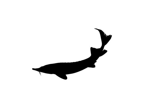black sturgeon silhouette on white background clip art preview