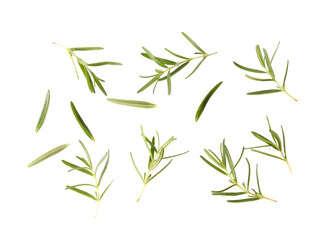 Fototapeta premium Rosemary isolated on transparent png