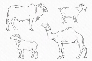 Set of Domestic animal line drawing. Cow goat sheep and camel for qurbani