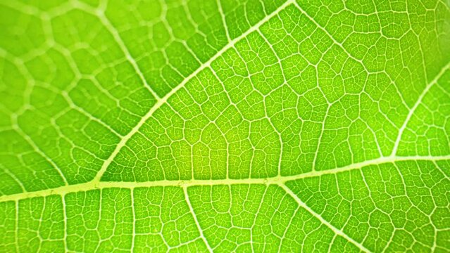 In stunning macro shots, mulberry leaves come to life, showcasing their unique shapes and shades of green, providing a mesmerizing glimpse into the wonders of nature. Leaf background
