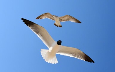 close up of a laughing gull and a juvenile herring gull in flight against a blue sky in spring  at rehoboth beach in delaware