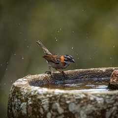 Pájaro copetón tomando agua y bañándose en una pequeña fuente con agua.