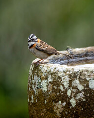 Pajarito copetón parado en el borde de una fuente con agua.
