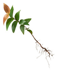 surinam cherry or pitanga fruit plant isolated background, eugenia uniflora, aka brazilian or cayenne or florida cherry,young plant of medium sized evergreen shrub or tree