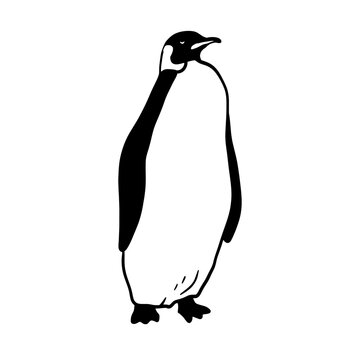 King Penguin. Monochrome vector illustration. Realistic polar animal