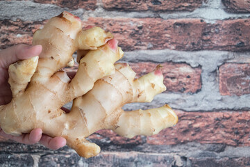 大きな新生姜。薬味や薬膳料理に使われる野菜。