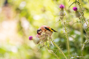 European goldfinch, feeding on the seeds of thistles. Carduelis carduelis.