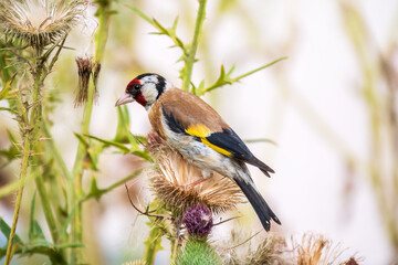 European goldfinch, feeding on the seeds of thistles. Carduelis carduelis.