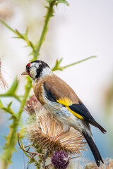 European goldfinch, feeding on the seeds of thistles. Carduelis carduelis.