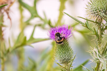 Bumble-bee sitting on wild thistle purple flower