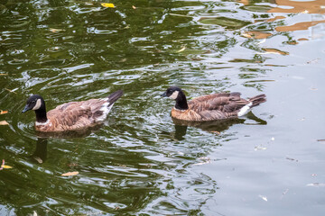 Canada goose, Branta canadensis, swimming in a lake.