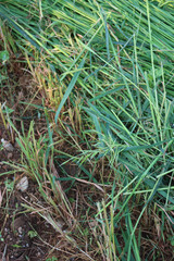 Close-up of cut green Oat plants for animal forage in the field on summer