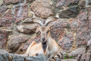 Close-up portrait of Markhor, Capra falconeri, wild goat native to Central Asia, Karakoram and the Himalayas