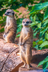 Two cute curious meerkats stand on their hind legs on a sandy hill and look away.
