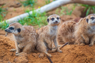 A group of cute meerkats. Meerkat Family are sunbathing.