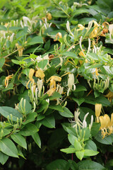 Blooming white honeysuckle Bush. Flowering white-yellow Honeysuckle. Lonicera japonica, known as Japanese honeysuckle in bloom