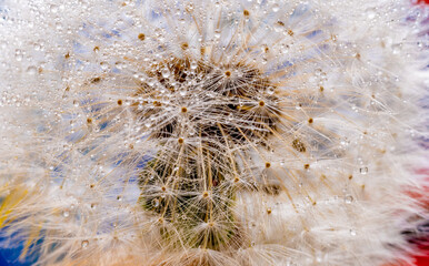 Dandelion with water drops close-up on a colored background.