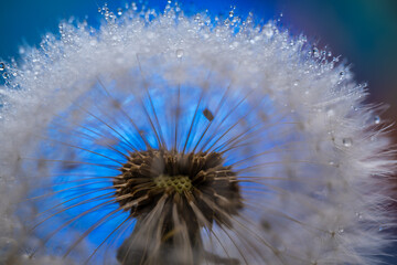 Dandelion seed pods close-up on a colored background.