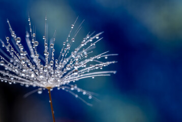 Dandelion with small drops of water close-up on a colored background.