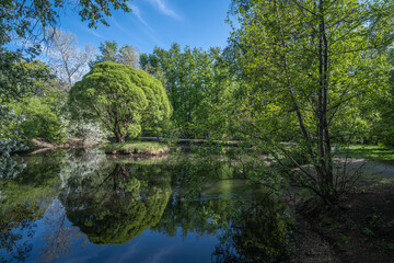 Fototapeta na wymiar Green trees in the park on a spring morning.