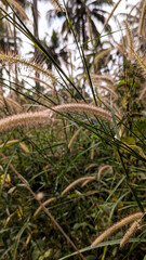 wild wolftail or foxtail grass weed plant infestation in the field meadow