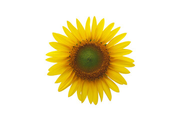 Obraz premium Isolatated single Sunflower