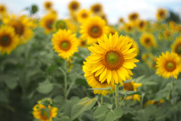 field of sunflowers in summer