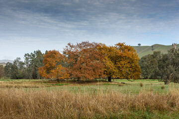 Goughs Bay, Mansfield, Victoria, Australia