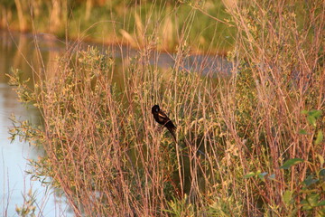 Bird In The Grass