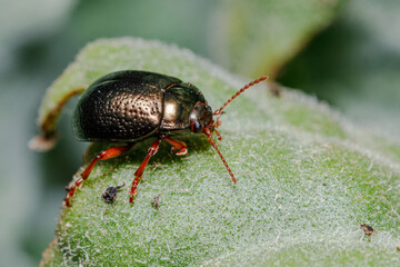 Chrysolina bankii leaf beetle walking on a green leaf on a sunny day