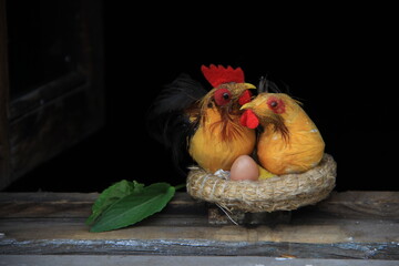 chicken and eggs