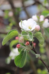 apple flower