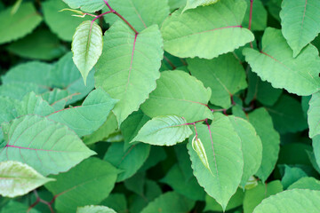 葉っぱ・アップ・模様・葉脈・茂み