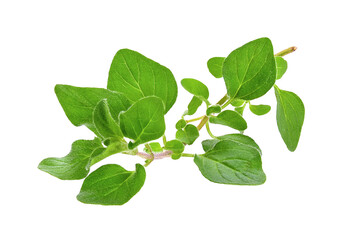 fresh oregano herb on transparent png - obrazy, fototapety, plakaty