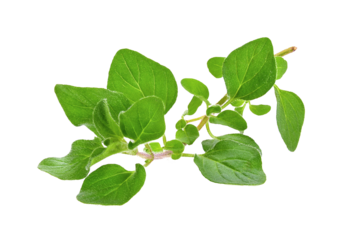 fresh oregano herb on transparent png