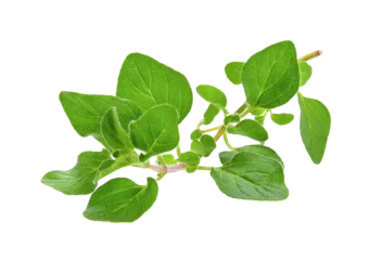 Fotobehang fresh oregano herb on transparent png © sommai