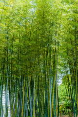 Fototapeta na wymiar Tall bamboo stalks in garden on sunny afternoon.