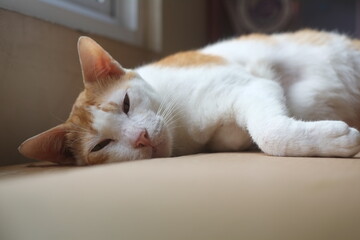 Ginger cat sleeping on wooden table lying on card board. Pet having nap at home