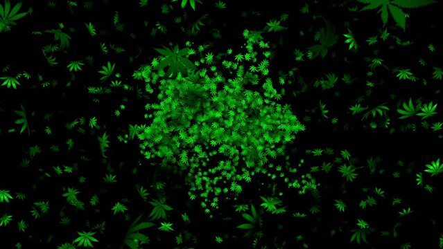 Cannabis Leaves forming one Cannabis leaf while zooming out