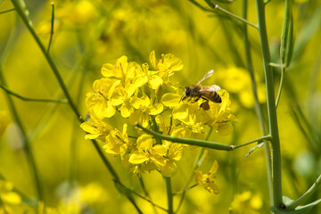 菜の花とミツバチ２