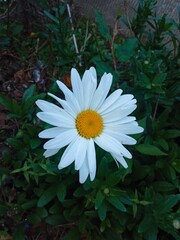 High angle view of Bellis perennis, commonly known as common daisy or lawn daisy © Max Asrory