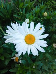 High angle view of Bellis perennis, commonly known as common daisy or lawn daisy © Max Asrory