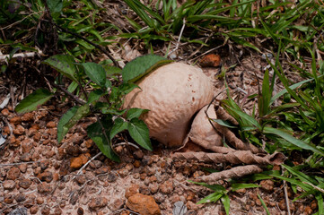 White round mushroom, eat and die